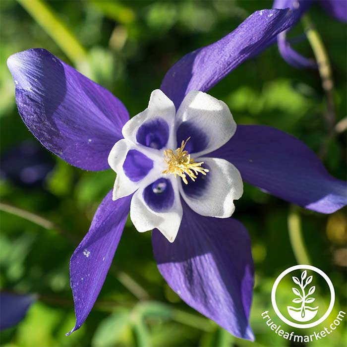 Colorado Blue Columbine