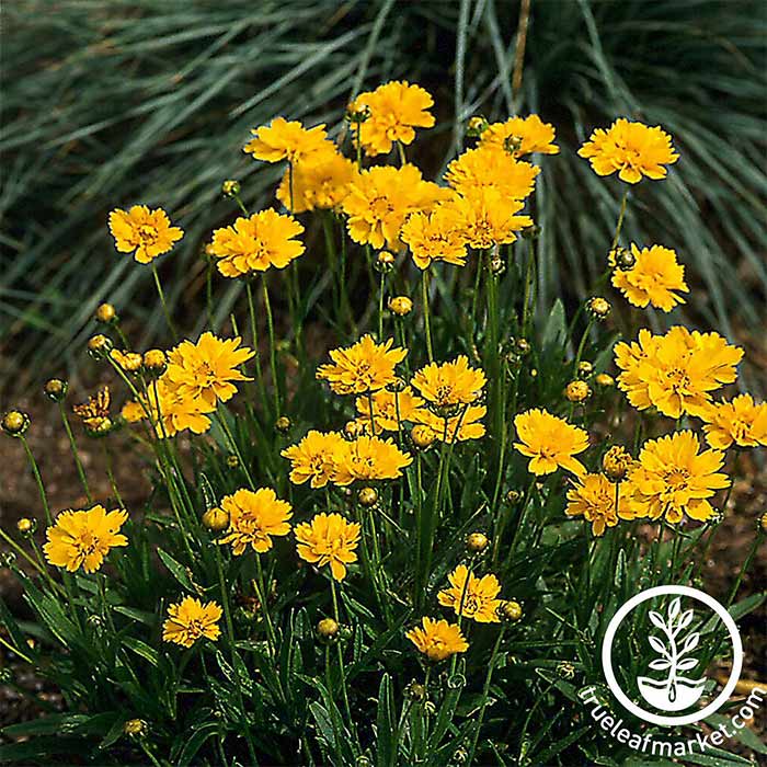 Coreopsis