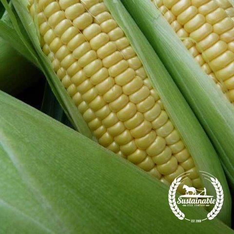 Corn