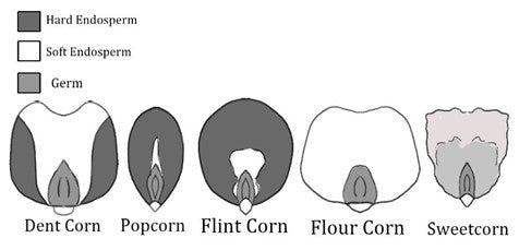 corn types, dent, popcorn, flint, flour, sweetcorn