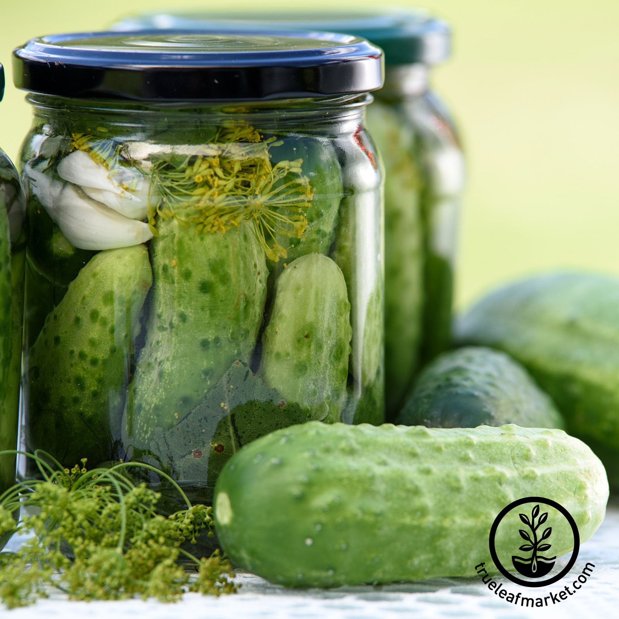 pickling cucumbers