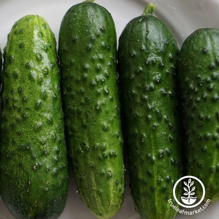 cucumber-seeds-calypso-f1