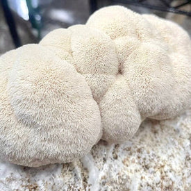 Lions Mane Mushroom