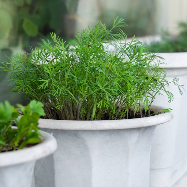 Growing Dill in a Pot