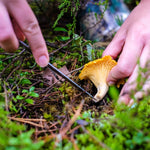 Chanterelle Mushroom Being Harvested