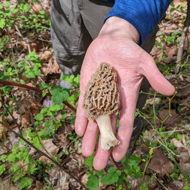 Morel Mushroom In Hand