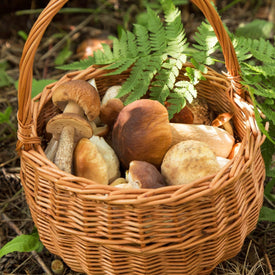 Porcini Mushrooms In Basket