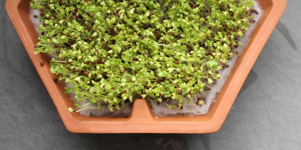 grown brown mustard sprouts