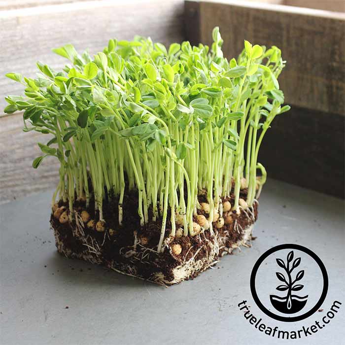 Dun Pea microgreens