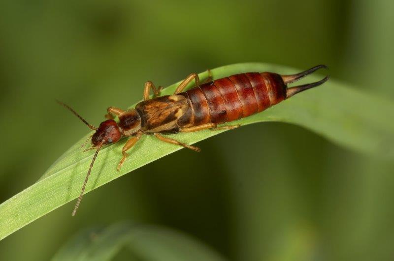 European Earwig Forficula auricularia