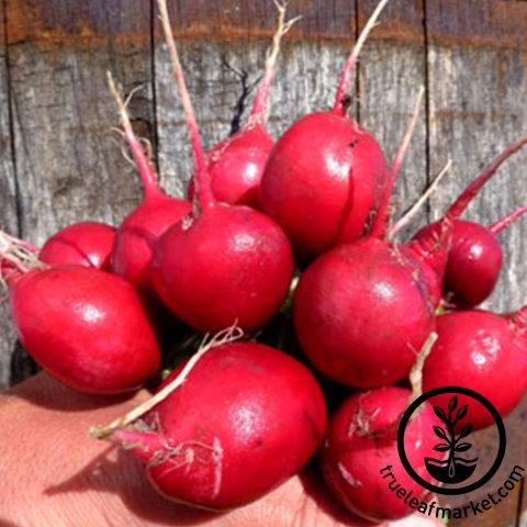 Partial Shade radish