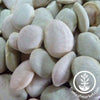 early-thorogreen-bush-lima-bean-comp.jpg?v=1743553546