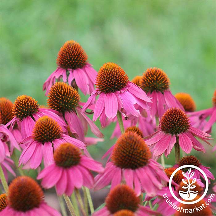 All Echinacea Seeds