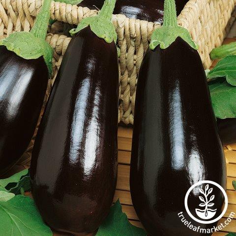 Eclipse Hybrid Eggplant