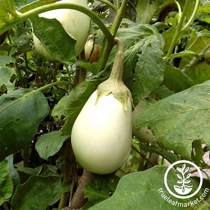 Gretel Hybrid white eggplant