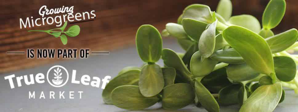 Growing Microgreens is now part of True Leaf Market