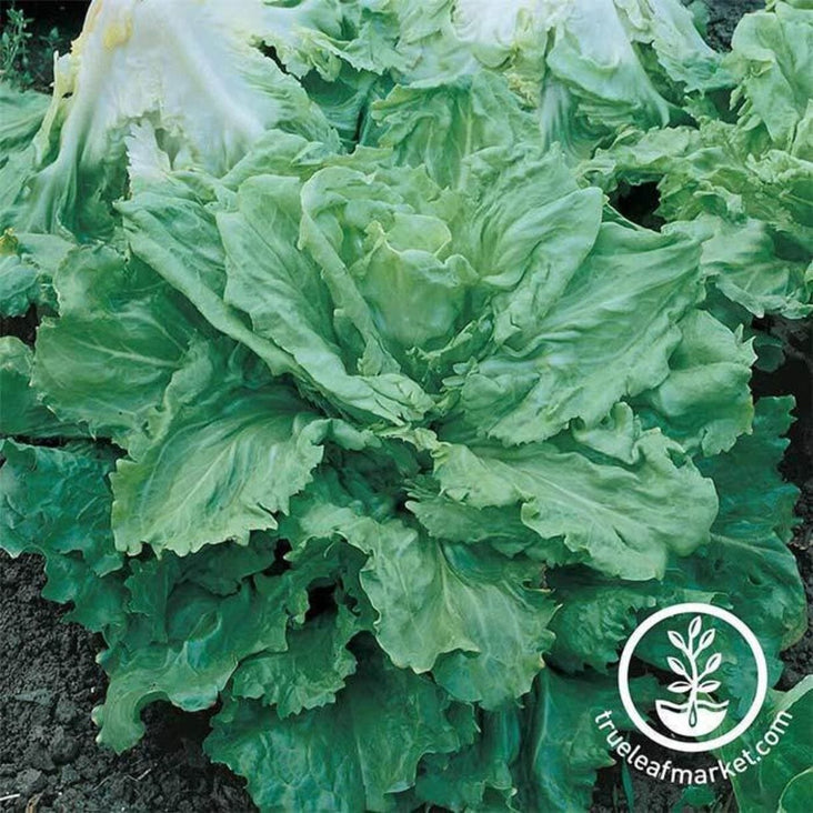 endive-broadleaf-batavian-seeds