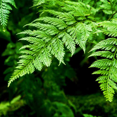 fern leaf up close