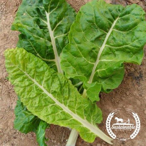 Organic Fordhook Giant Chard