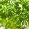 forest-green-parsley-seeds