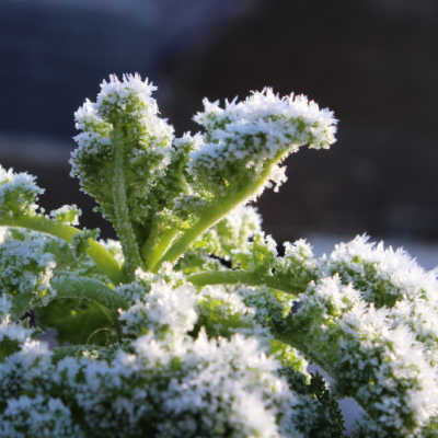 frosted kale plant