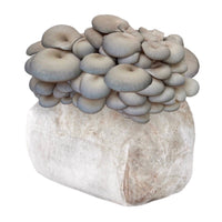 Organic Blue Oyster Mushroom Grow Kit Fruiting Block