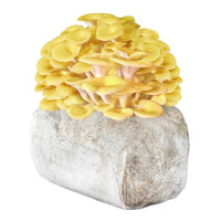 Golden Oyster Mushroom Grow Kit Fruiting Block