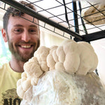 Lion's Mane Mushroom Grow Kit Fruiting Block Growing