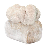 Lion's Mane Mushroom Grow Kit Fruiting Block