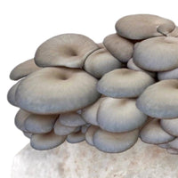 Blue Oyster Mushroom Growing