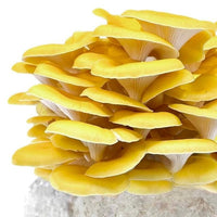 Golden Oyster Mushroom Grow Kit Fruiting Block Growing