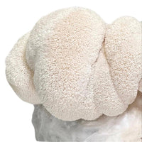 Lion's Mane Mushroom