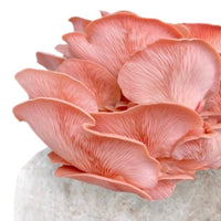 Pink Oyster Mushrooms Close Up
