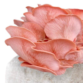 Pink Oyster Mushrooms Close Up