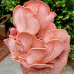 Pink Oyster Mushrooms Growing