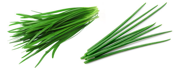 Garlic Chives versus Chives