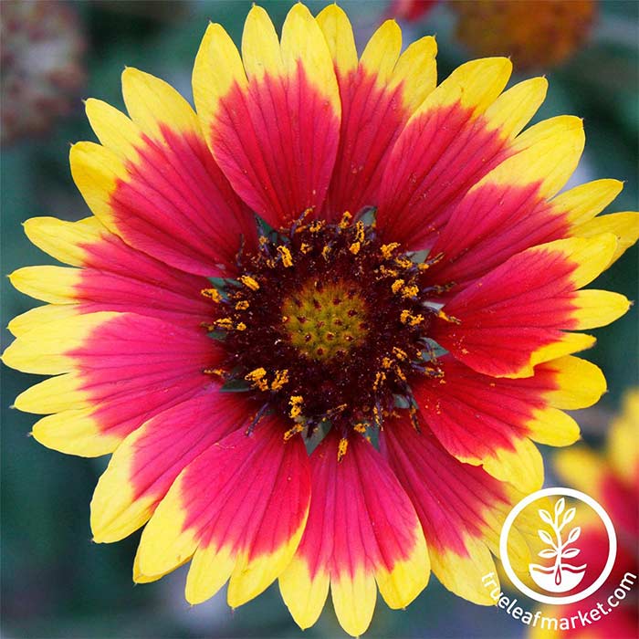 blanket flower