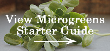 Growing Microgreens Starter Guide