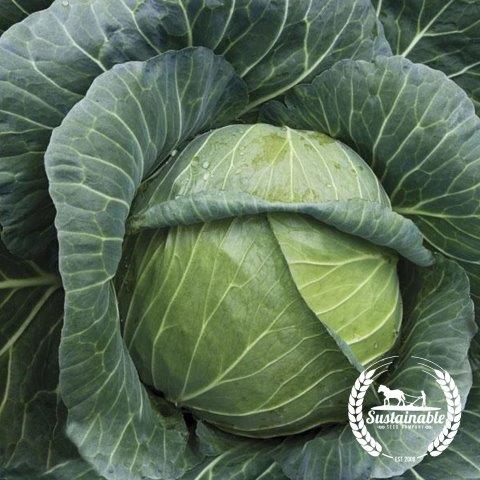 Cabbage