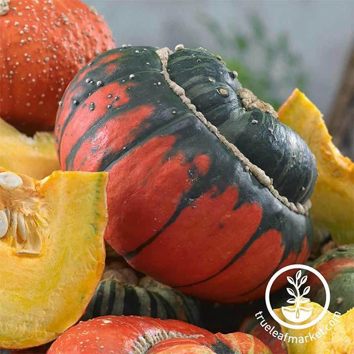 Turks Turban Squash