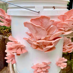 Pink Oyster Mushrooms Growing In Bucket