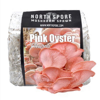  Pink Oyster Mushroom Sawdust Spawn