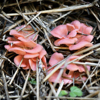 Pink Oyster Mushrooms Growing 