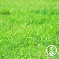 Pasture & lawn Grass Seeds