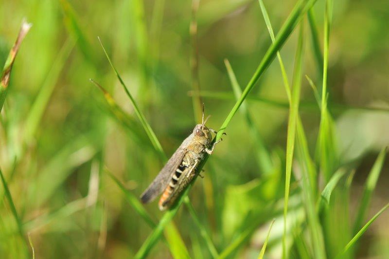 Red Legged Grasshopper Melanoplus femurrubrum