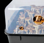 'Boomr Bin' Monotub Mushroom Grow Kit In Use