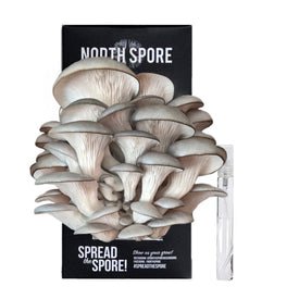 Blue Oyster Mushroom Growing Kit