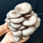 Blue Oyster Mushrooms Grown