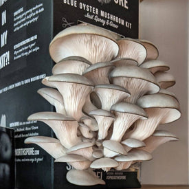 Mushrooms Growing In Kit