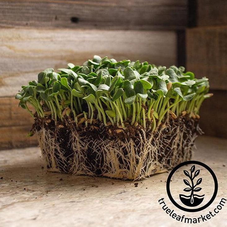 hales best jumbo cantaloupe microgreens